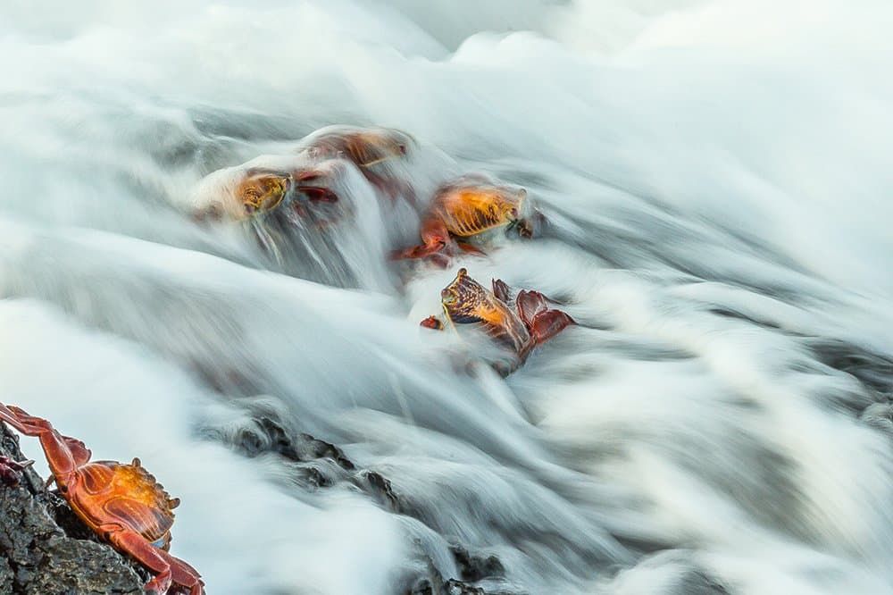 GOLD-BillKlipp_Sally_Lightfoot_Crabs_Puerto_Egas_Galapagos_.jpeg